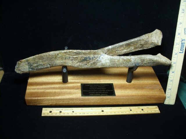 Large Long Neck Dinosaur Tail Chevron (021523c)