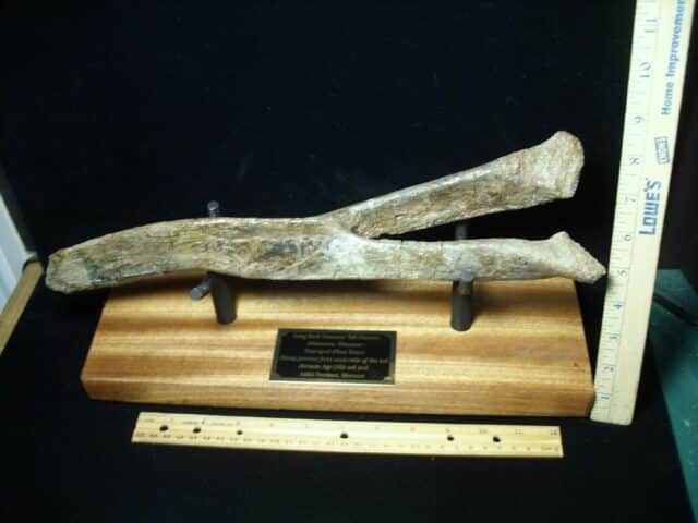Large Long Neck Dinosaur Tail Chevron (021523c) - Image 5