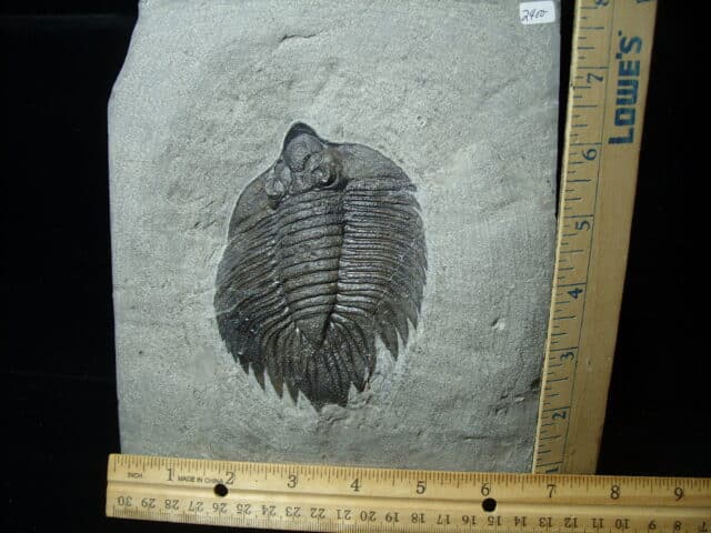 Arctinurus Boltoni Silurian Trilobite