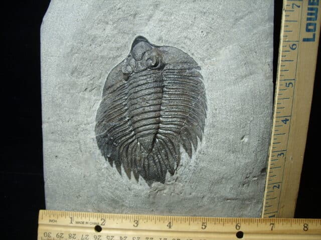 Arctinurus Boltoni Silurian Trilobite