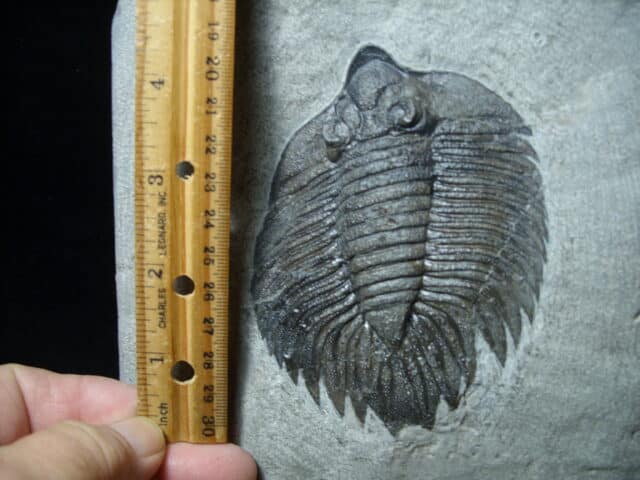 Arctinurus Boltoni Silurian Trilobite