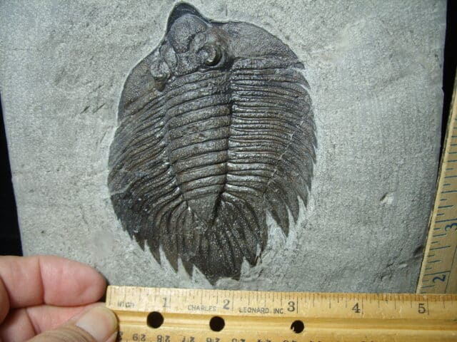 Arctinurus Boltoni Silurian Trilobite