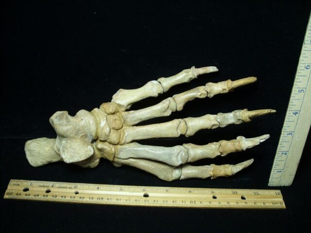 Fossilized Cave Bear Foot (091723a)....ON HOLD for Zexu Han
