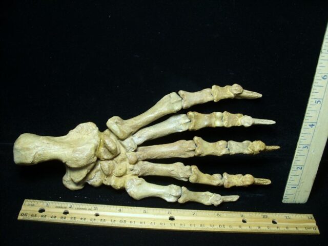 Fossilized Cave Bear Foot (091723a)....ON HOLD for Zexu Han - Image 2