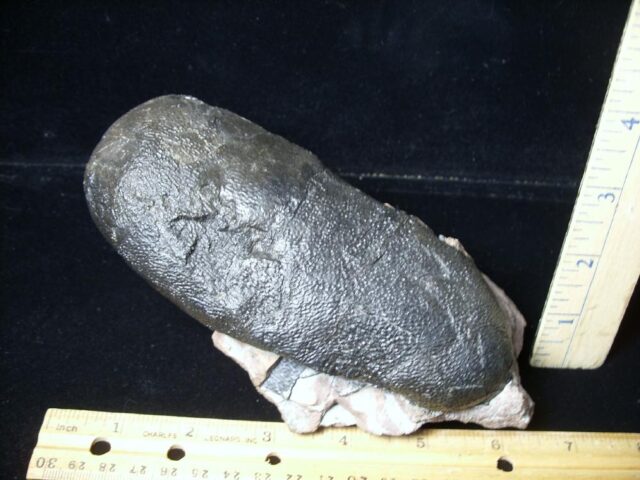 Oviraptor Dinosaur Egg  (091823a)