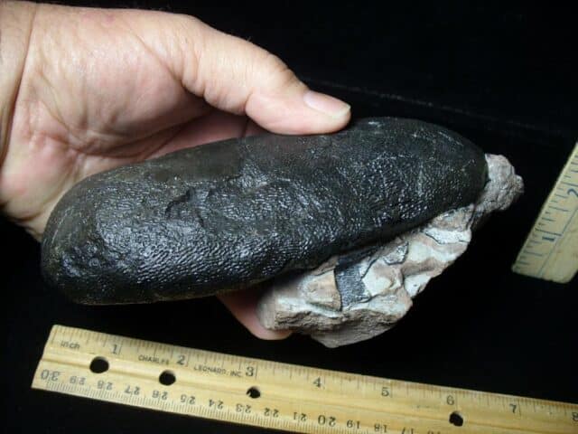 Oviraptor Dinosaur Egg  (091823a) - Image 5