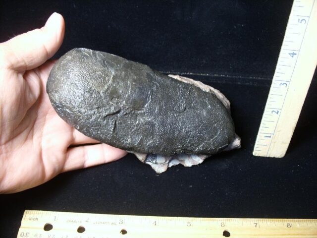 Oviraptor Dinosaur Egg  (091823a) - Image 6