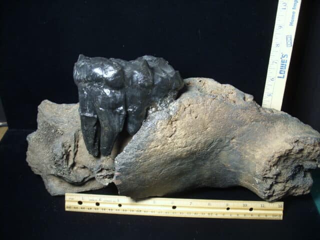 American Mastodon  Molar (091823c)