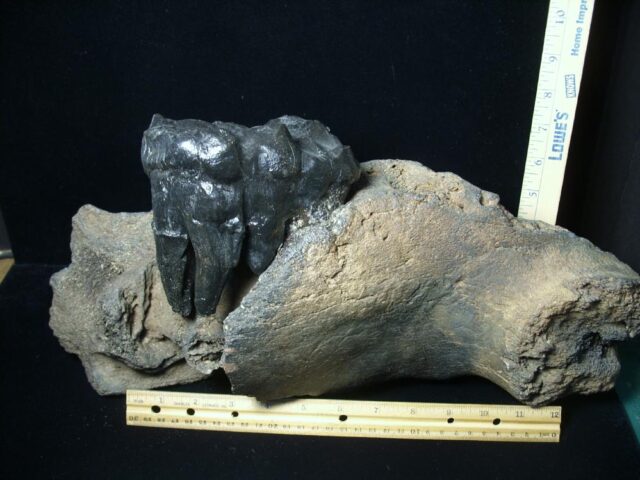 American Mastodon  Molar (091823c) - Image 2