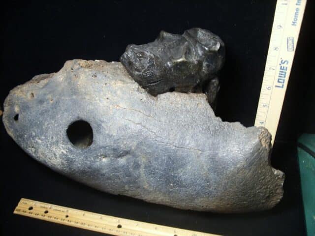 American Mastodon  Molar (091823c) - Image 3