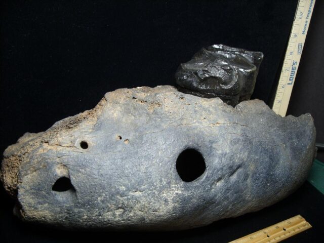 American Mastodon  Molar (091823c) - Image 4