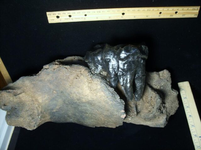 American Mastodon  Molar (091823c) - Image 5
