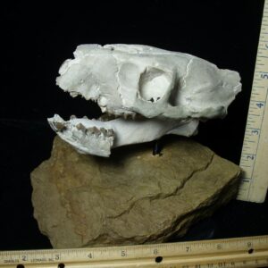 Fossil Merycoidodon Oreodont Skull  (082723ct)