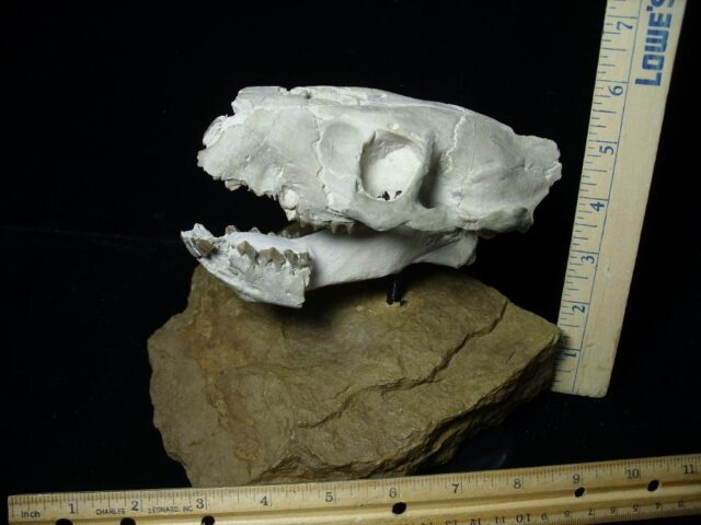 Fossil Merycoidodon Oreodont Skull  (082723ct)