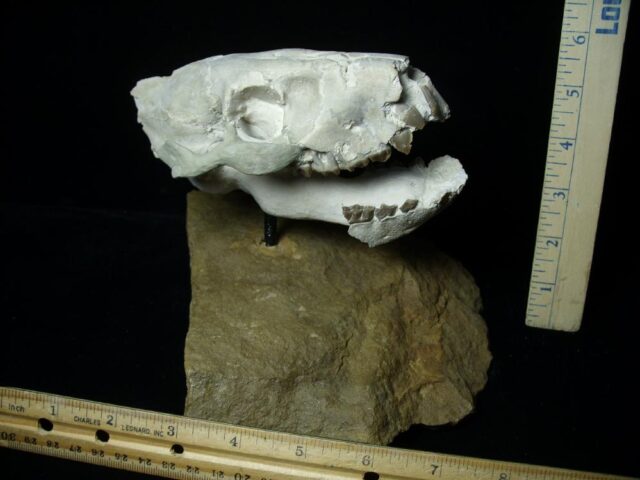 Fossil Merycoidodon Oreodont Skull  (082723ct) - Image 2