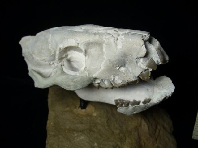 Fossil Merycoidodon Oreodont Skull  (082723ct) - Image 4
