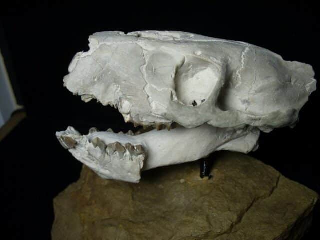 Fossil Merycoidodon Oreodont Skull  (082723ct) - Image 5