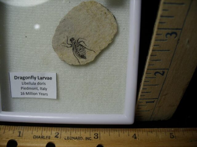 Fossilized  Dragonfly Larvae   (092123b) - Image 2