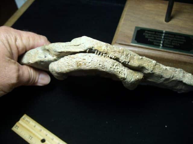 Late Permian Amphibian Diplocaulus Head (091323b)....ON HOLD for Matt R  10/03/23 - Image 2