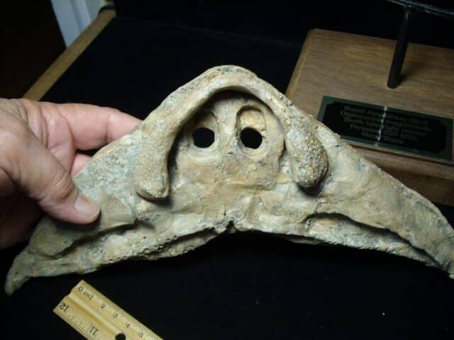 Late Permian Amphibian Diplocaulus Head (091323b)....ON HOLD for Matt R  10/03/23 - Image 6