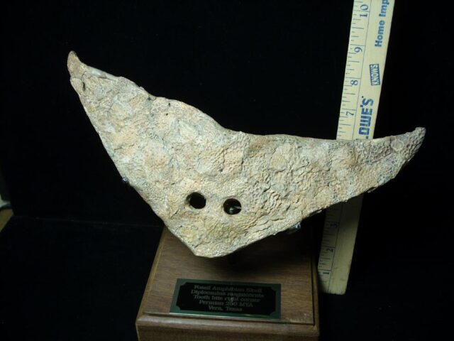 Late Permian Amphibian Diplocaulus Head (091323b)....ON HOLD for Matt R  10/03/23 - Image 5