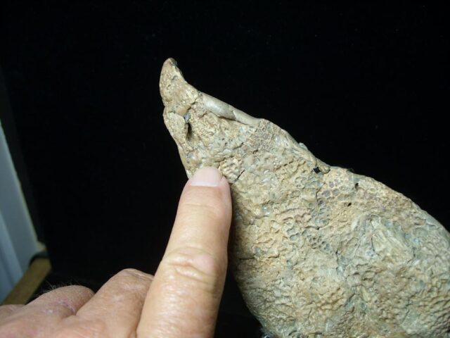 Late Permian Amphibian Diplocaulus Head (091323b)....ON HOLD for Matt R  10/03/23 - Image 4