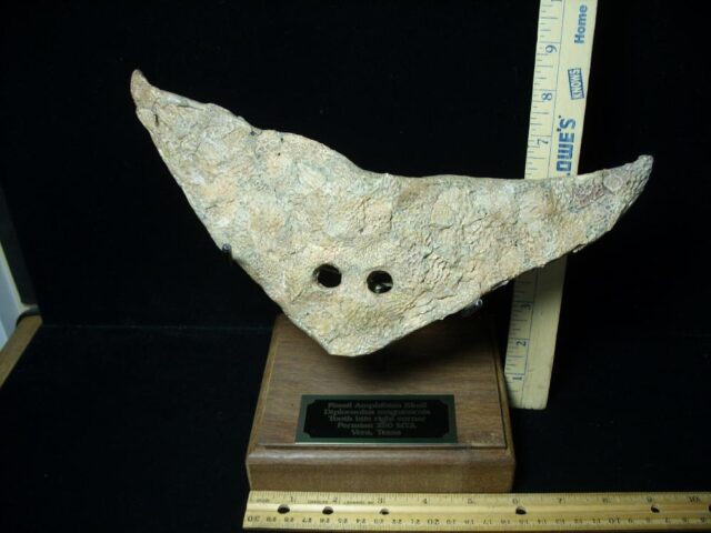 Late Permian Amphibian Diplocaulus Head (091323b)....ON HOLD for Matt R  10/03/23 - Image 7