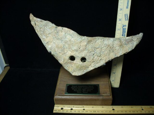 Late Permian Amphibian Diplocaulus Head (091323b)....ON HOLD for Matt R  10/03/23