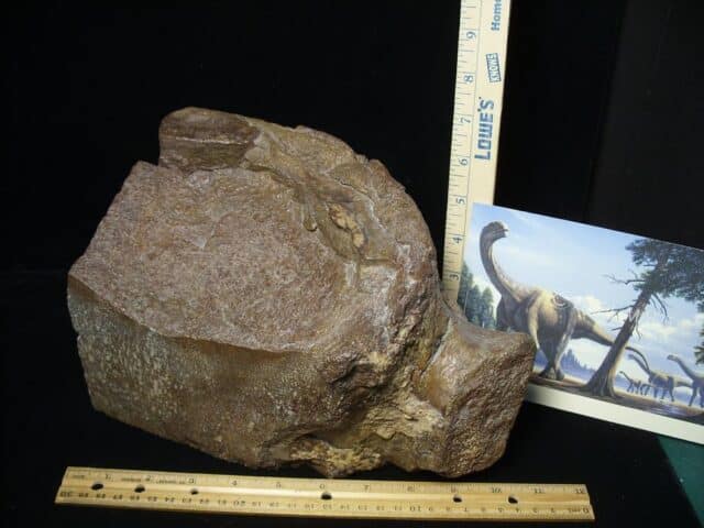 Camarasaurus Dinosaur Vertebra (Partial) (091923a)