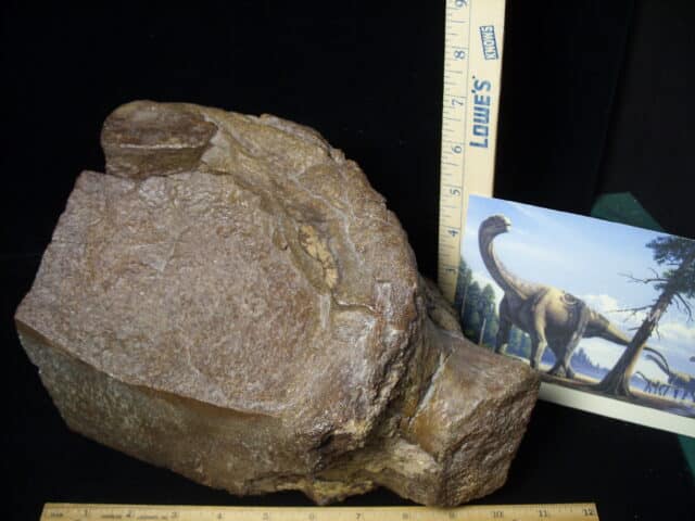 Camarasaurus Dinosaur Vertebra (Partial) (091923a) - Image 3