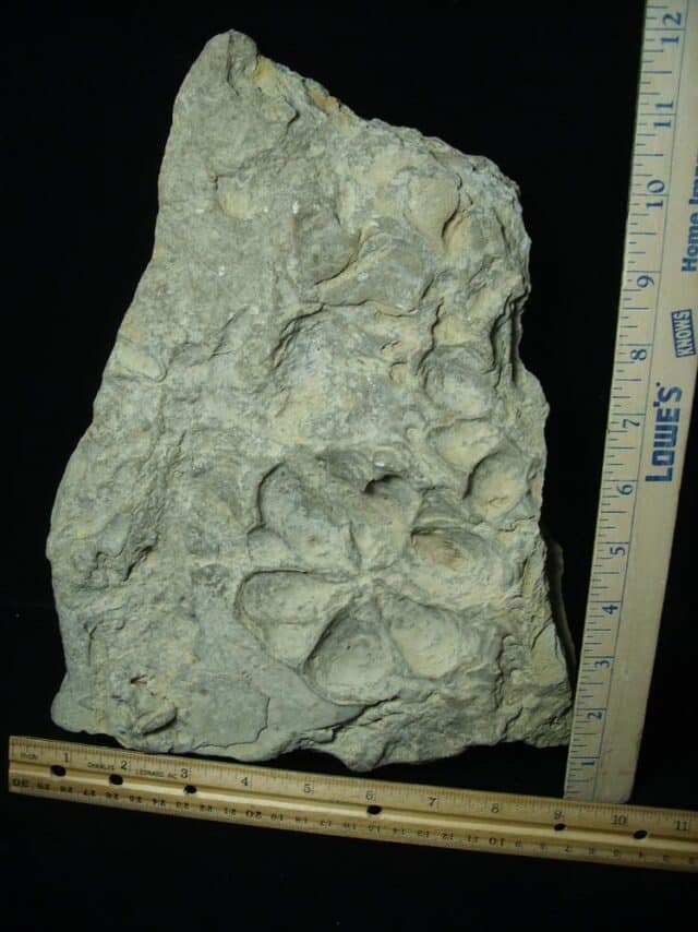 Fossilized Jellyfish Kirklandia (091923d) - Image 2