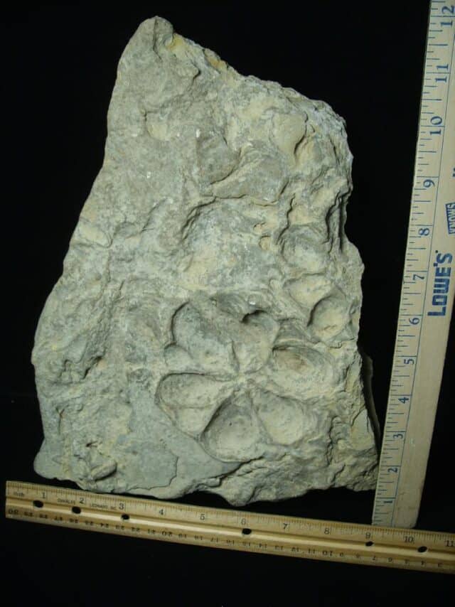 Fossilized Jellyfish Kirklandia (091923d) - Image 4