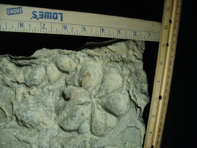 Fossilized Jellyfish Kirklandia (091923d) - Image 3