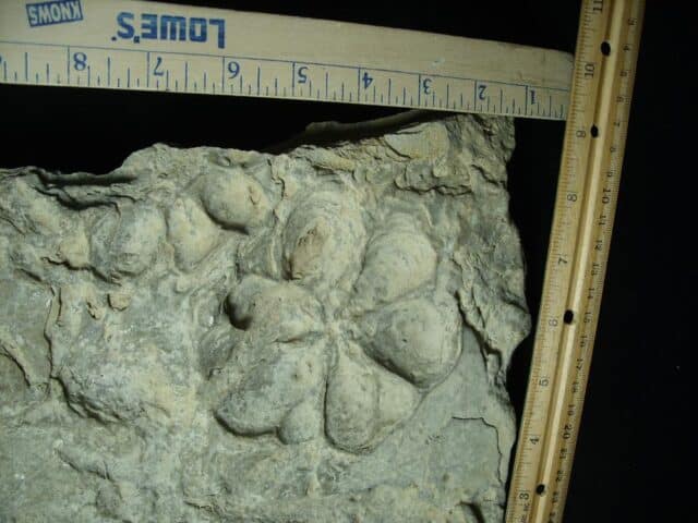 Fossilized Jellyfish Kirklandia (091923d)