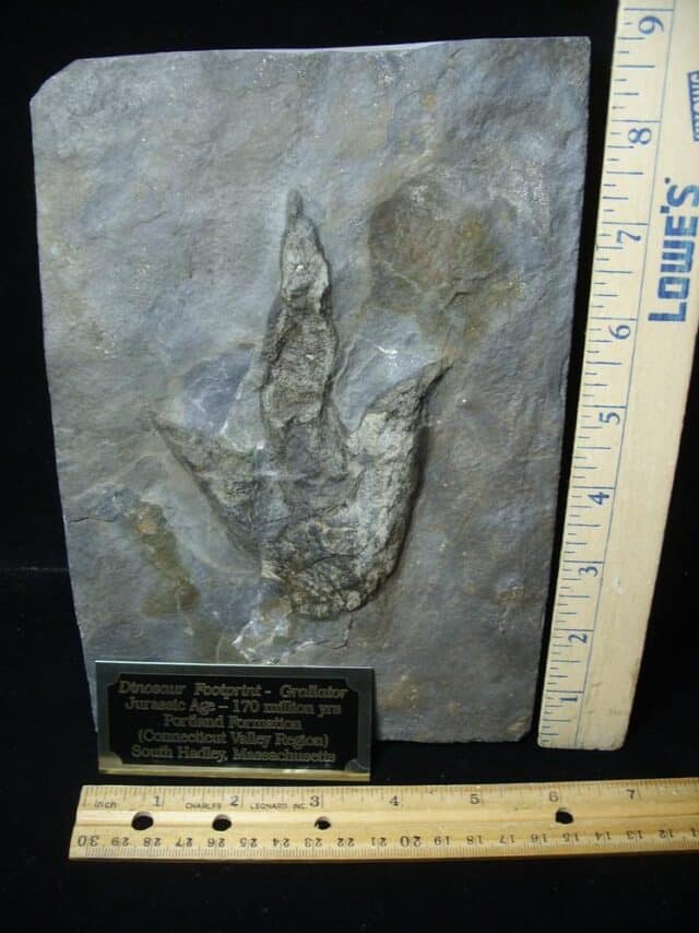 LARGE DINOSAUR TRACK  (091923f)