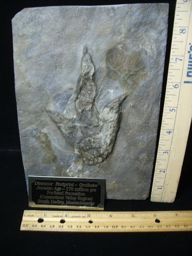 LARGE DINOSAUR TRACK  (091923f) - Image 2