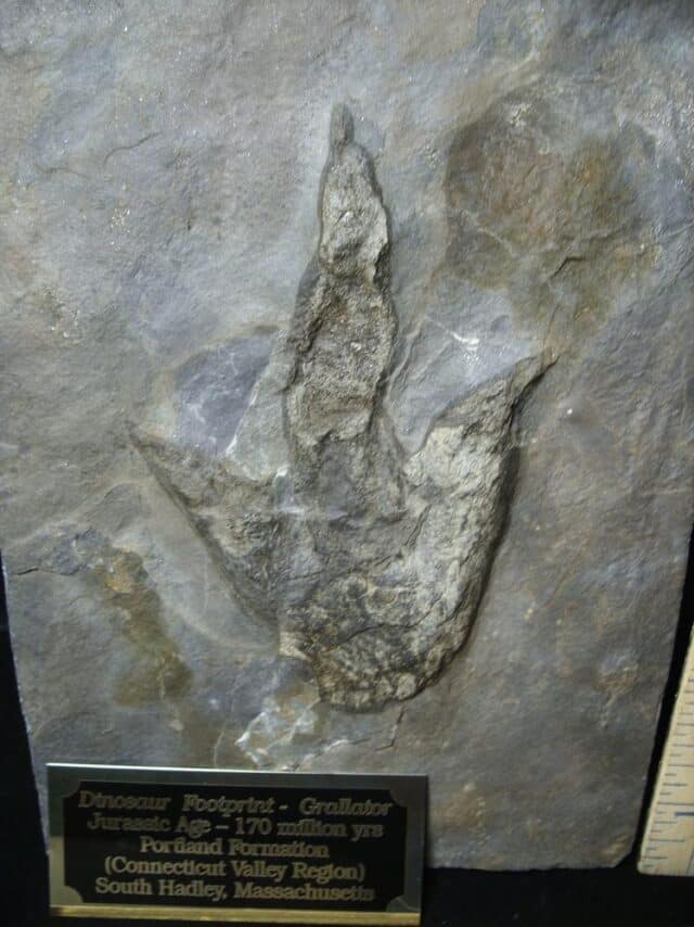LARGE DINOSAUR TRACK  (091923f) - Image 3