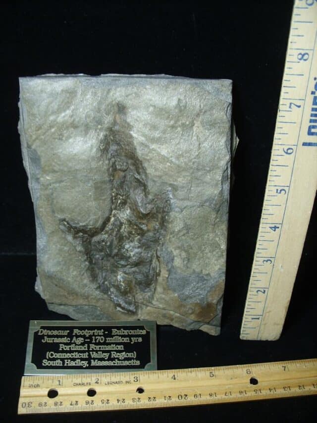 LARGE DINOSAUR TRACK  (091923e)