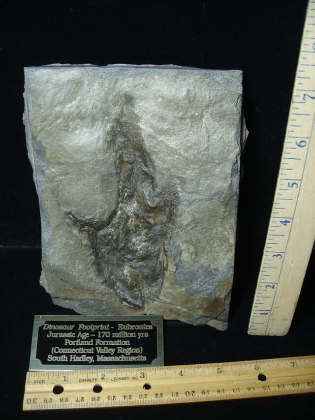 LARGE DINOSAUR TRACK  (091923e) - Image 2