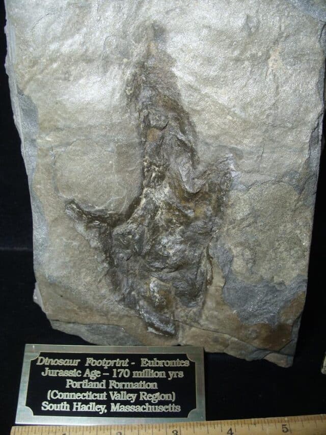 LARGE DINOSAUR TRACK  (091923e) - Image 3