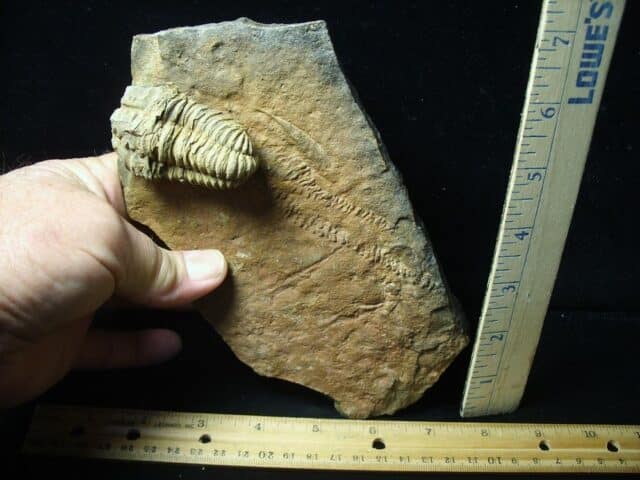 Fossilized Trilobite Tracks – Arthropod (092123c)