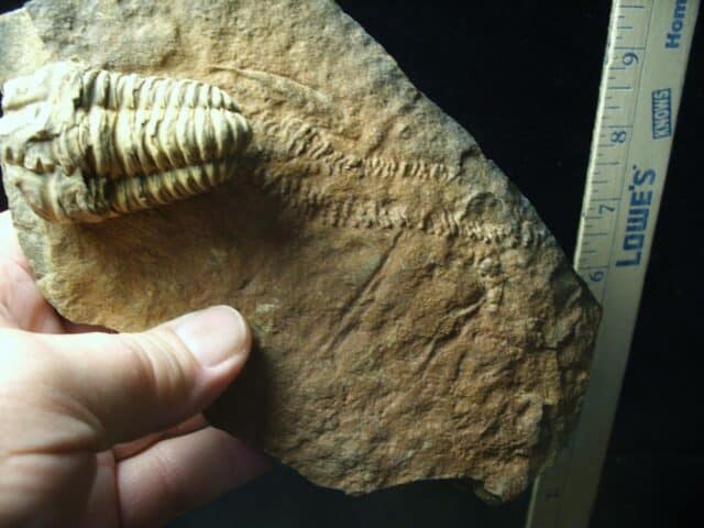Fossilized Trilobite Tracks – Arthropod (092123c) - Image 2