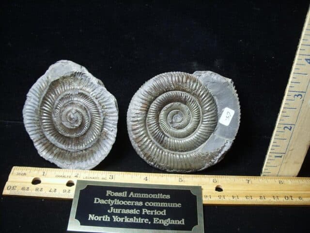 Dactylioceras  Fossil Ammonite(100423b)