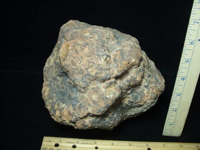Dinosaur Coprolite  (Poop) (100423d)