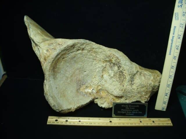 Partial Mammoth Hip Socket Bone (100423e)