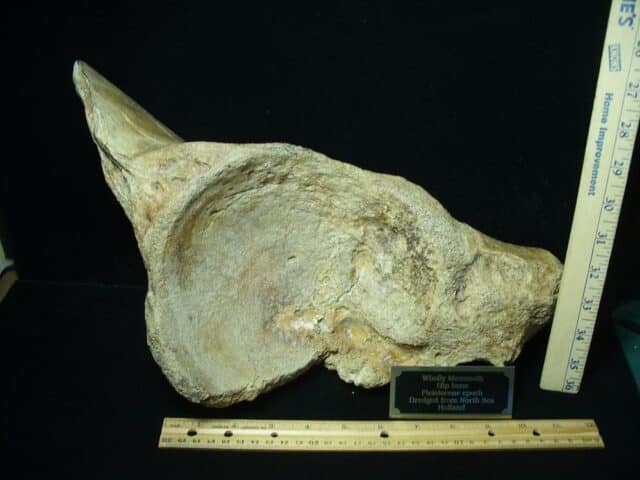 Partial Mammoth Hip Socket Bone (100423e) - Image 2
