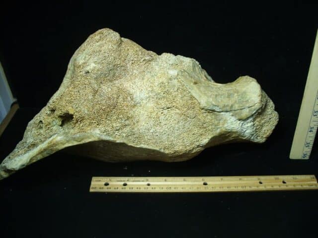 Partial Mammoth Hip Socket Bone (100423e) - Image 3