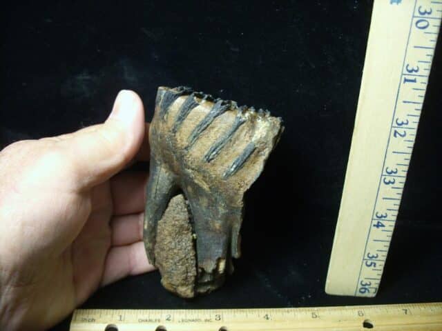 Partial Mammoth Baby Molar (100423g)