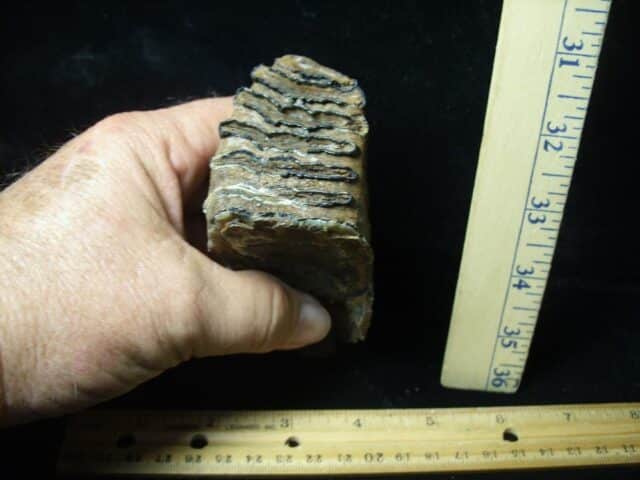 Partial Mammoth Baby Molar (100423g) - Image 2