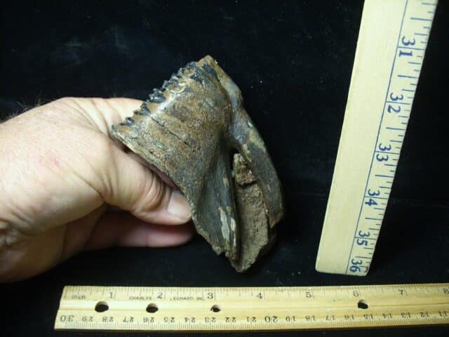 Partial Mammoth Baby Molar (100423g) - Image 3